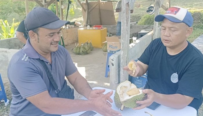Pakar Durian Indonesia Sebut Durian Gankster Aceh Jaya Layak Jadi Durian Premium Nasional