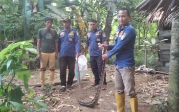 BPBD Aceh Besar Amankan Ular Piton 3 Meter dari Permukiman Warga Lhoong