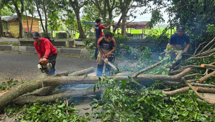 Angin Kencang Sebabkan Lima Pohon Tumbang di Aceh Besar, BPBD Kerahkan Empat Tim