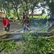 Angin Kencang Sebabkan Lima Pohon Tumbang di Aceh Besar, BPBD Kerahkan Empat Tim