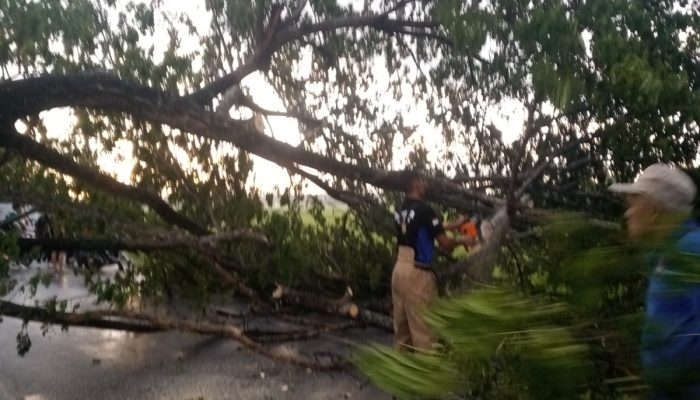 Pohon Trembesi Tumbang Tutup Jalan Nasional di Kuta Cot Glie, Lalu Lintas Sempat Terganggu