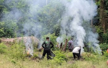 Deninteldam IM Temukan Ladang Ganja 1,5 Hektare di Lamteuba, 3.500 Batang Dimusnahkan
