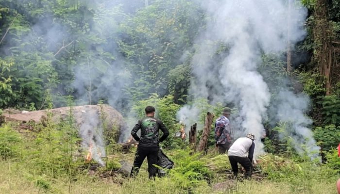 Deninteldam IM Temukan Ladang Ganja 1,5 Hektare di Lamteuba, 3.500 Batang Dimusnahkan