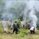 Deninteldam IM Temukan Ladang Ganja 1,5 Hektare di Lamteuba, 3.500 Batang Dimusnahkan