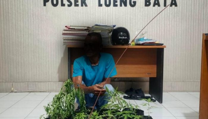 Tanam Ganja di Pekarangan Rumah Warga, Pria di Banda Aceh Diamankan Polisi